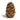 Loblolly Pinecone Tannenzapfen