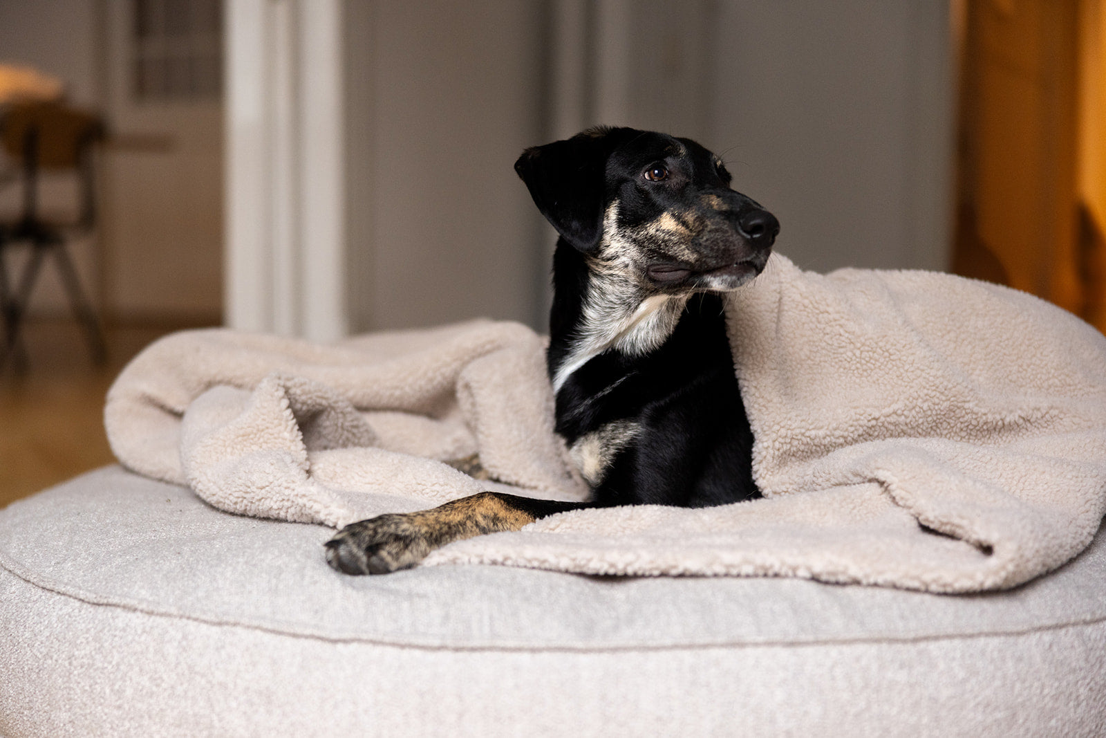 schlafsack hund DAS ORIGINAL Kuschelschlafsack Teddy Beige – Lieblingspfote