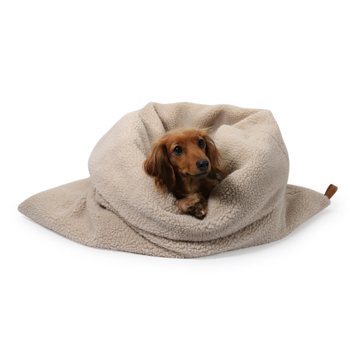 Dachshund sleeping on sale bag